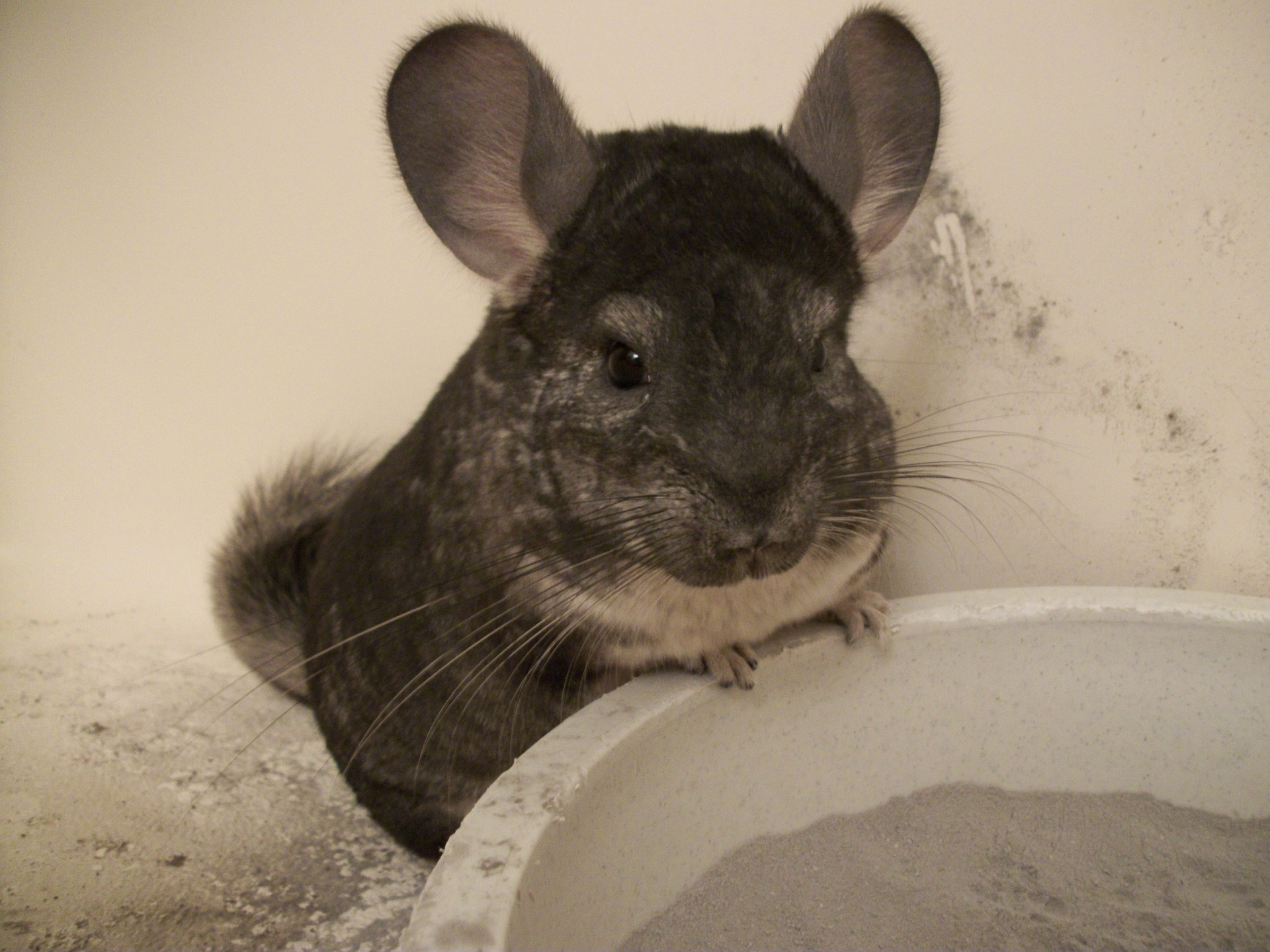 Chinchilla Lifespan Happy Chinchilla Guide